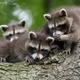 Imagen para el artículo titulado Estas son las fotos de animales más divertidas de 2021, según los Comedy Wildlife Photography Awards
